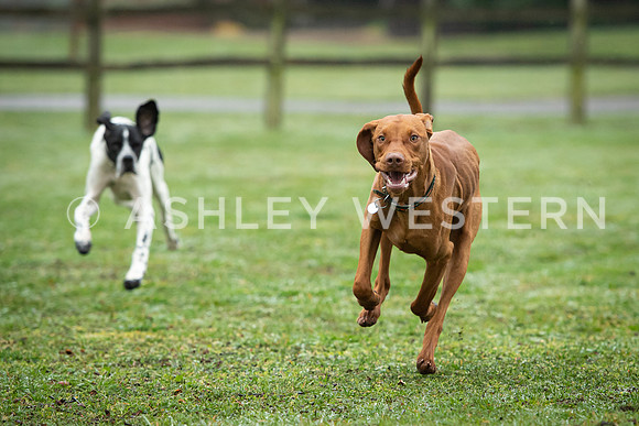 Gundog training with Bad-Dogs in Surrey