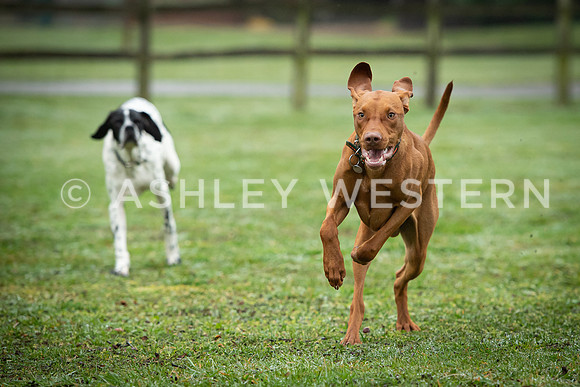 Gundog training with Bad-Dogs in Surrey