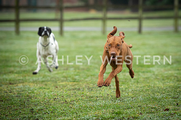 Gundog training with Bad-Dogs in Surrey