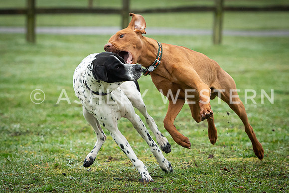 Gundog training with Bad-Dogs in Surrey