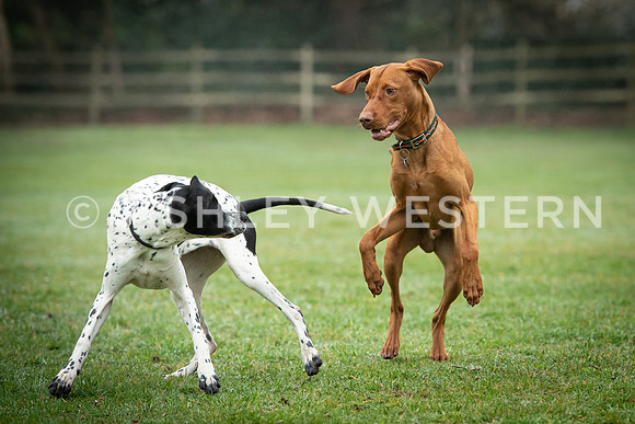 Gundog training with Bad-Dogs in Surrey