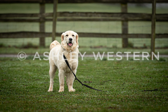 Gundog training with Bad-Dogs in Surrey