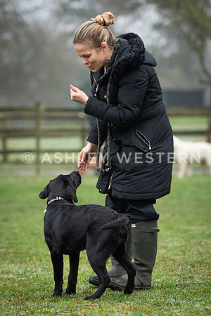 Gundog training with Bad-Dogs in Surrey