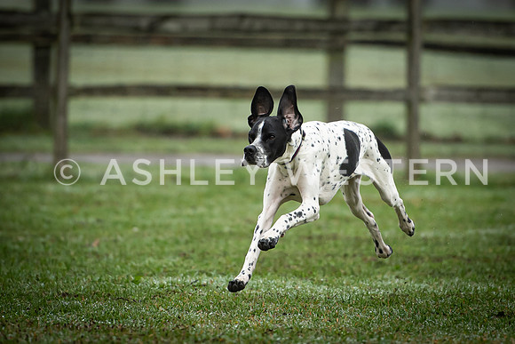 Gundog training with Bad-Dogs in Surrey