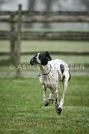 Gundog training with Bad-Dogs in Surrey