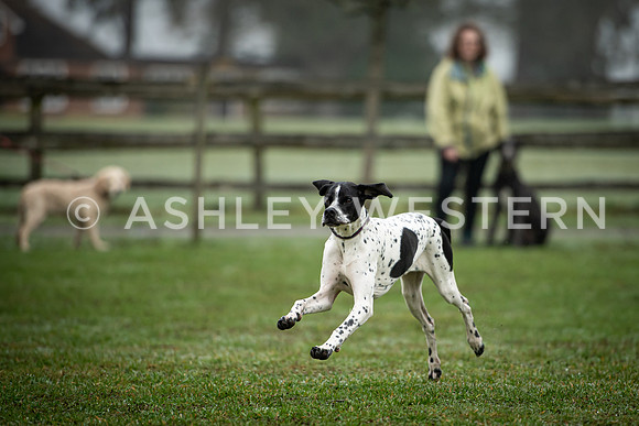 Gundog training with Bad-Dogs in Surrey