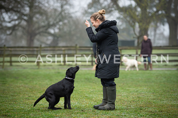 Gundog training with Bad-Dogs in Surrey