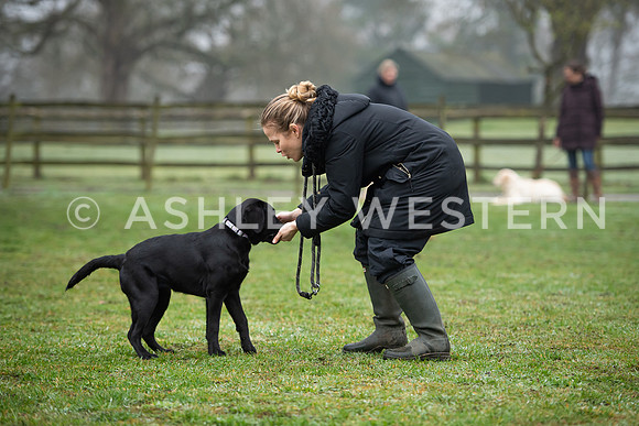 Gundog training with Bad-Dogs in Surrey