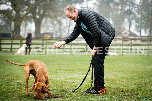 Gundog training with Bad-Dogs in Surrey