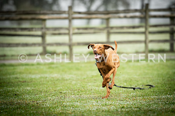 Gundog training with Bad-Dogs in Surrey