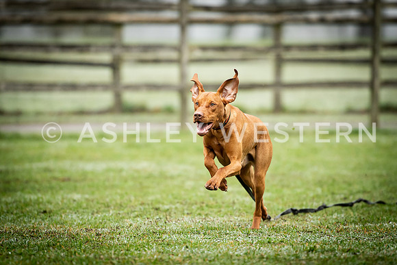 Gundog training with Bad-Dogs in Surrey